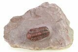 Red Austerops Trilobite - Hmar Laghdad, Morocco #282814-5